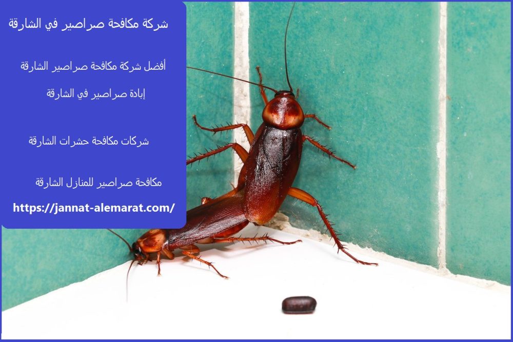 شركة مكافحة صراصير في الشارقة