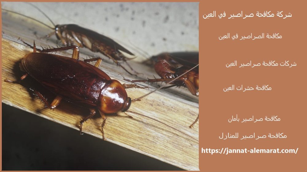 شركة مكافحة صراصير في العين