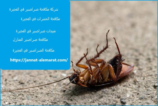 شركة مكافحة صراصير في الفجيرة