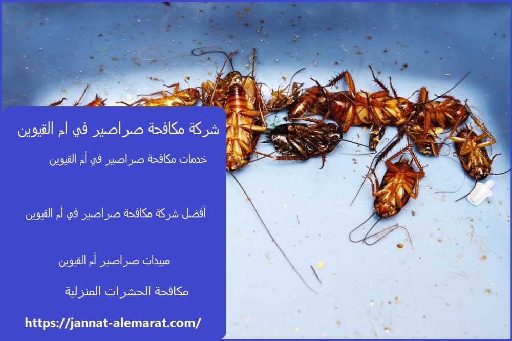 شركة مكافحة صراصير في ام القيوين