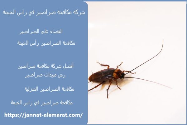 شركة مكافحة صراصير في راس الخيمة