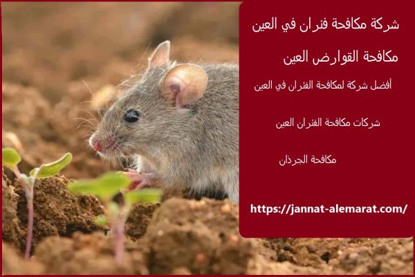 شركة مكافحة الفئران في العين